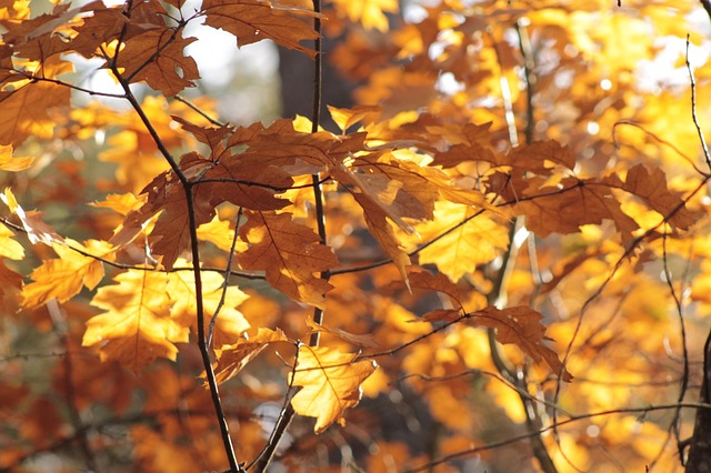 Bladeren, Herfstkleur, Natuur, Woud, Val