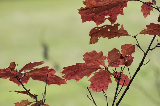 Eikenblad, Bladeren, Woud, Natuur, Val