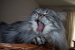 cat, cat breed, animal