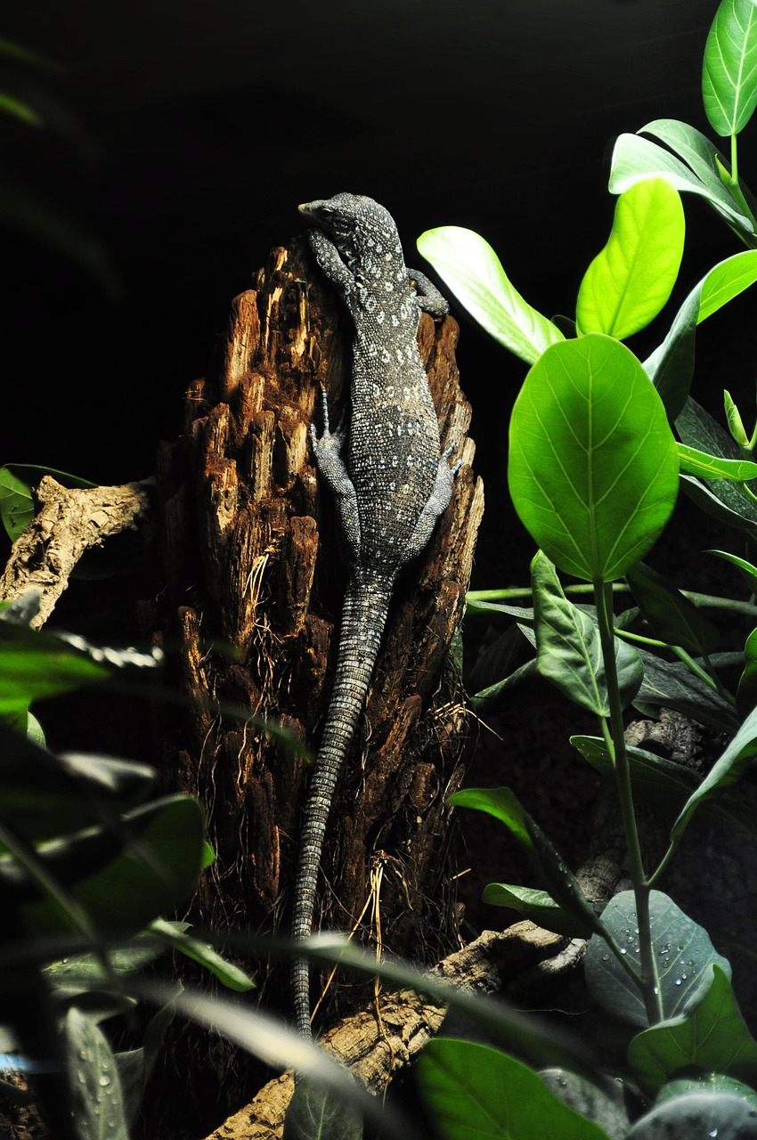 Baumwaran Azul