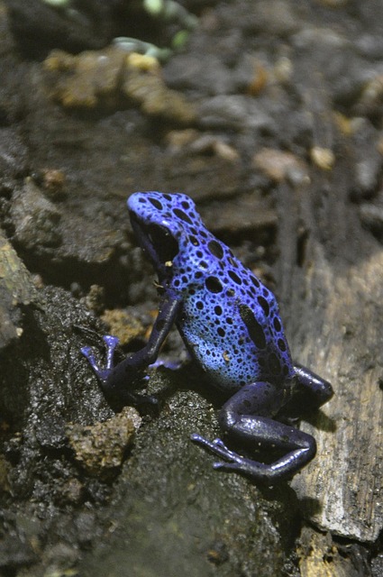 Pfeilgiftfrosch Azul, Sapo Alpinista