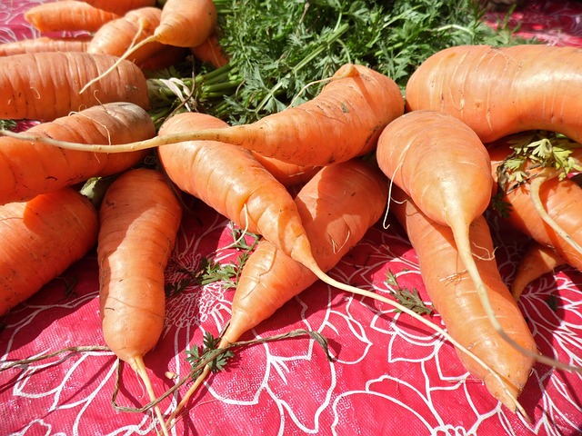 Free Carrots Vegetable photo and picture