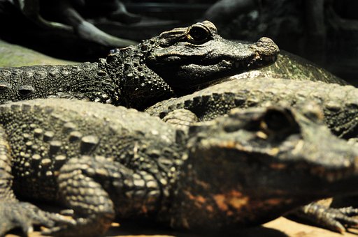 Crocodilo, Lagarto, Réptil, Perigoso