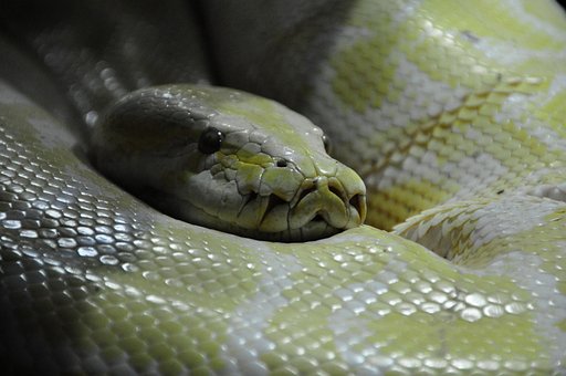 Pitão, Linha, Boa, Cobra Sufocante