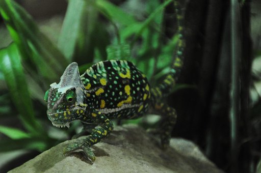 Camaleão, Réptil, Animal, Verde