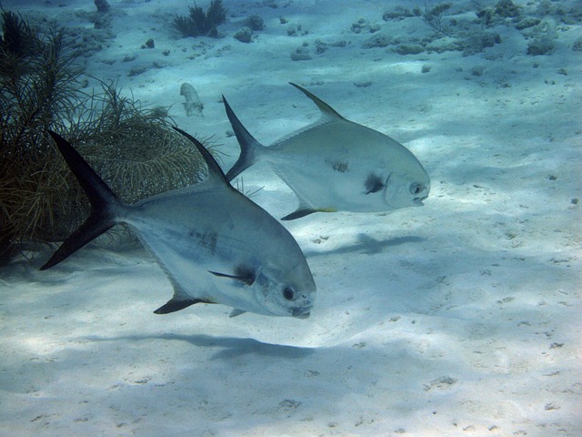 Free Fish Underwater photo and picture