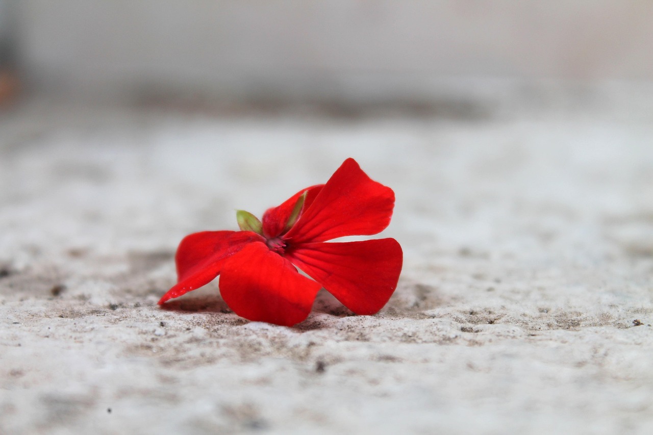Download free HD stock image of Geranium Red Flower Free Geranium Red Flower photo and picture