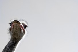 Strauss, Bird, Flightless Bird
