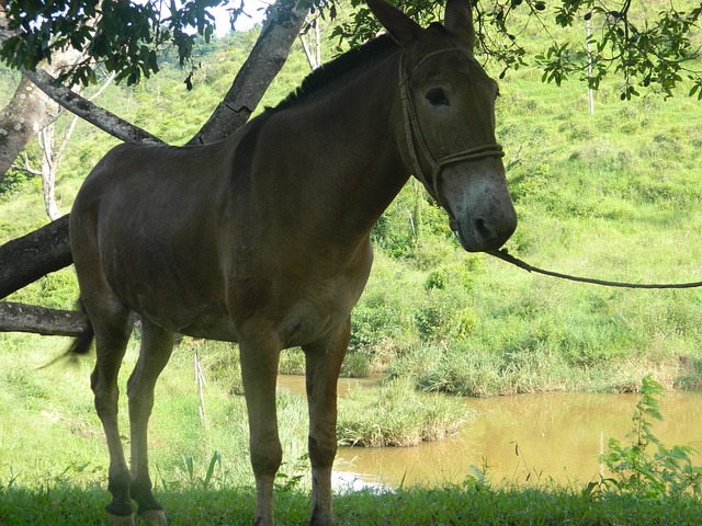 Free Donkey Animal photo and picture