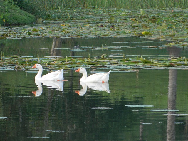 Free Duck Mallards photo and picture