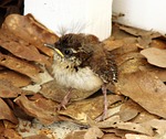 house wren, chick, baby