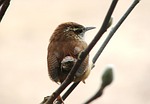 house wren, bird, limb