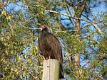 buzzard, perched, stump