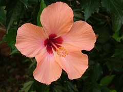 Hibiscus Syriacus - Free photo on Pixabay