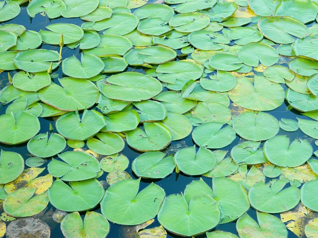 Free Aquatica Plant Plant photo and picture