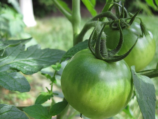 Free Tomato Green photo and picture