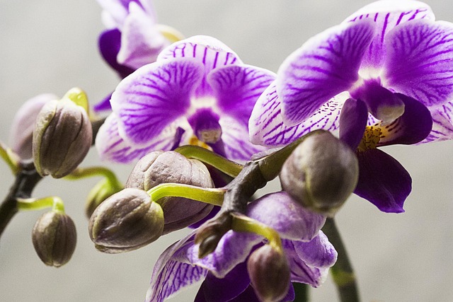 Free Orchid Nature photo and picture