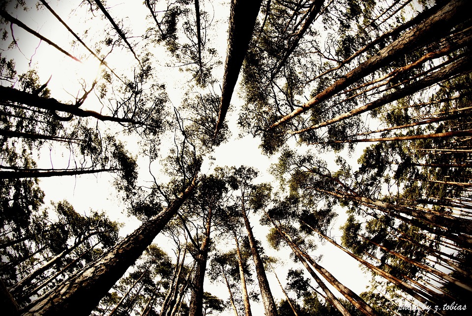 Trees Fisheye Fish Eye - Free photo on Pixabay - Pixabay