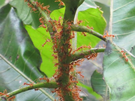 Mango, Bladeren, Mieren, Insecten