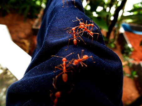 Jeans, Denim, Mieren, Rood, Insecten
