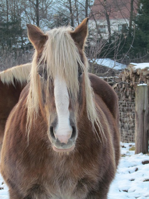 Free Kaltblut Horse photo and picture