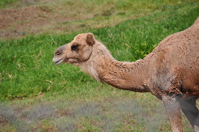 Free Camel Animal photo and picture