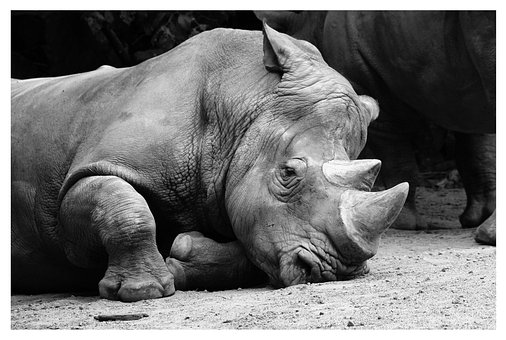 Rinoceronte, Naturaleza, Animales, Zoo