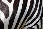 animals, zebra, zebra crossing