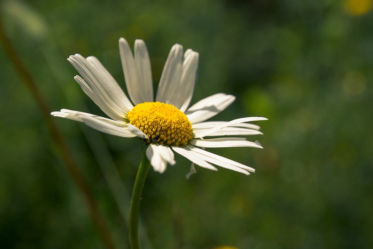Blomst, Have