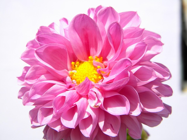 Free Flower Rose photo and picture