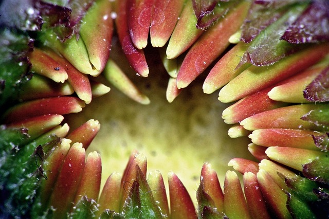Free Floral Plant photo and picture