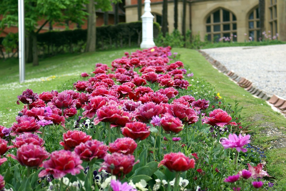 Have blomster forår · gratis foto på pixabay Have blomster billeder