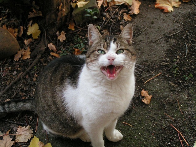 Free Cat Cat Face photo and picture