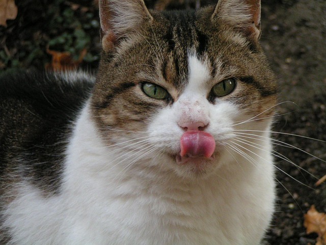 Free Cat Cat Face photo and picture