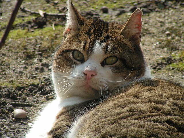 Free Cat Cat Face photo and picture