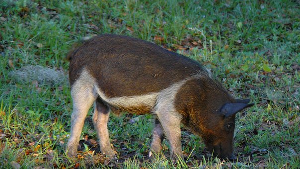 40+ Free Hog Wild & Hog Photos - Pixabay