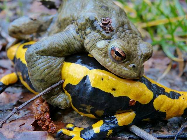 Download free HD stock image of Common Toad Fire Salamander Free Common Toad Fire Salamander photo and picture
