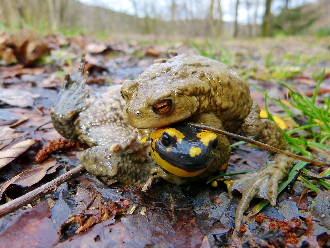 Free Common Toad Fire Salamander photo and picture