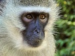 vervet, monkey, female