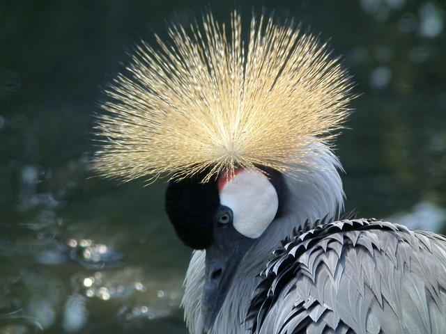 Free Crowned Crane photo and picture