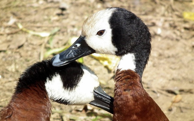 Free White-Faced Whistling photo and picture