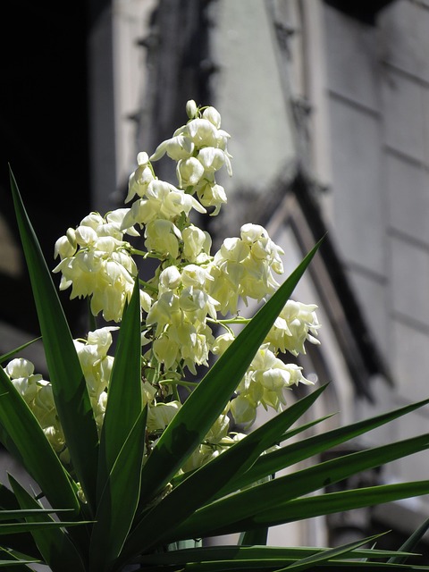 Blomst, Træ, Blomst Tapet, Natur
