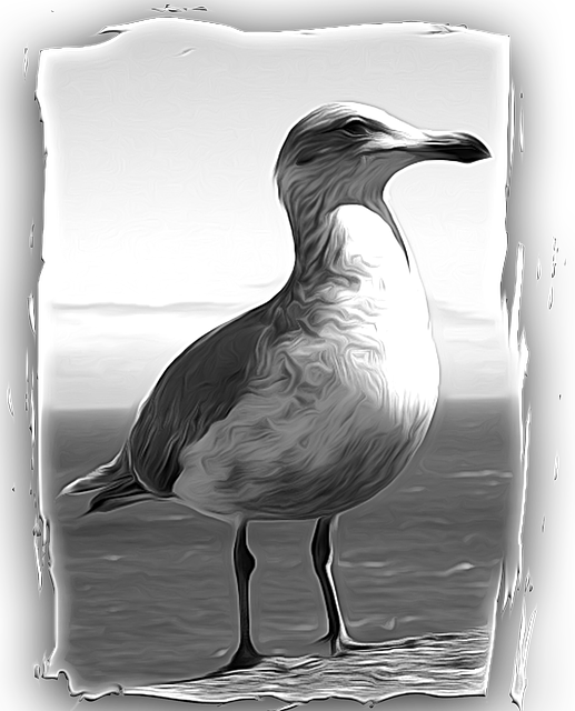Free seagull bird feathered illustration