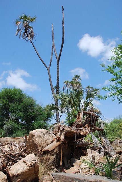 Free Tree Africa photo and picture