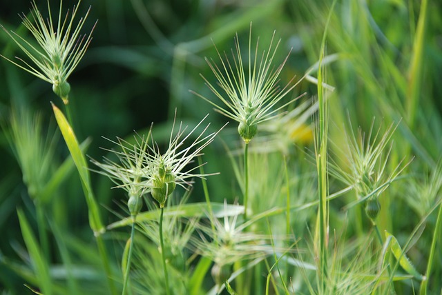 Free Grass Weeds photo and picture