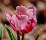 tulip, pink tulip, flower