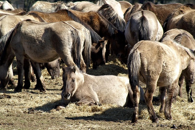 Troupeau Moutons