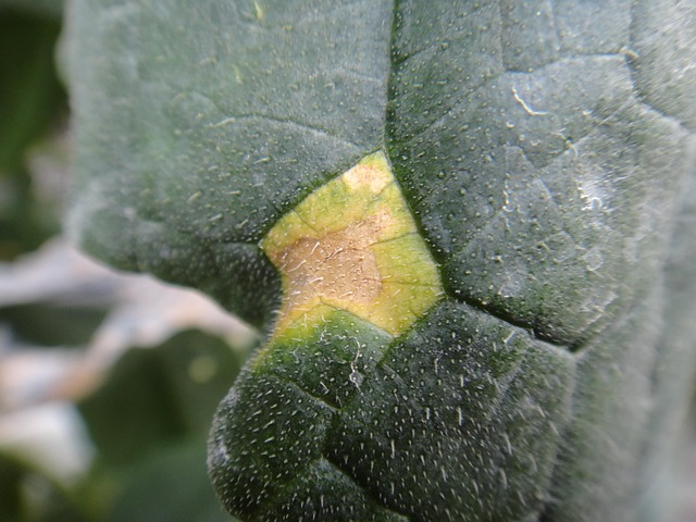 Gurke, Blatt, Krankheit