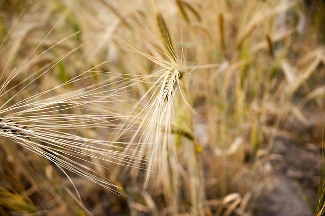Weizen, Feld, Weizenfeld, Weizen Spike