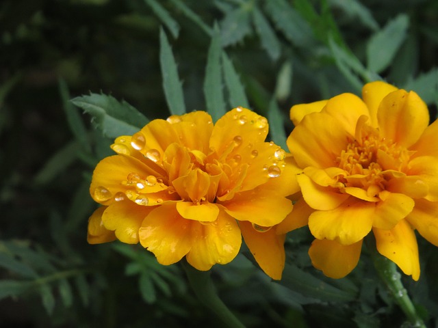 Blomst, Orange, Drop